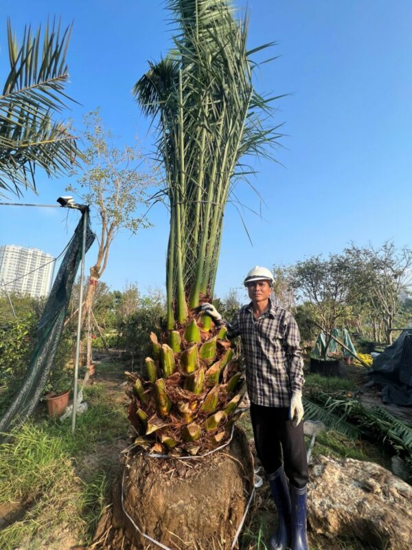 Cây chà là canari Cây bóng mát Cây chà là cảnh 8