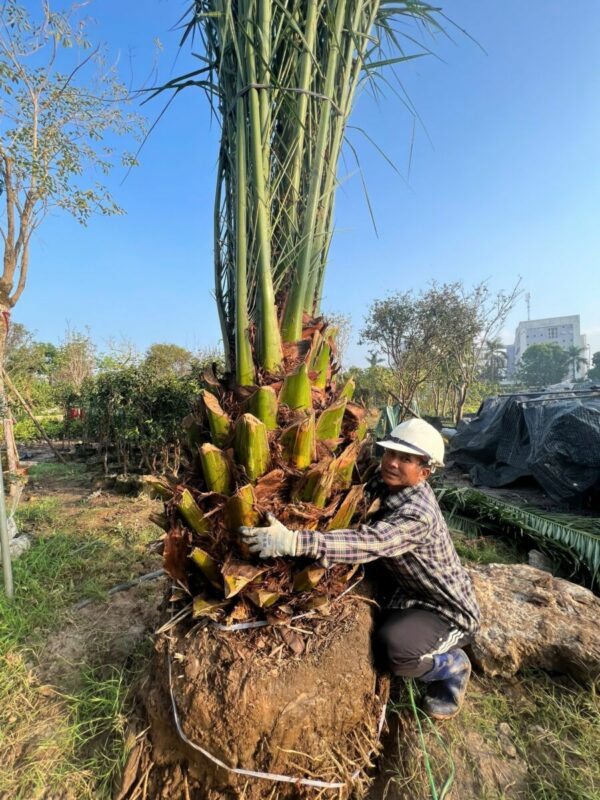 Cây chà là canari Cây bóng mát Cây chà là cảnh 10