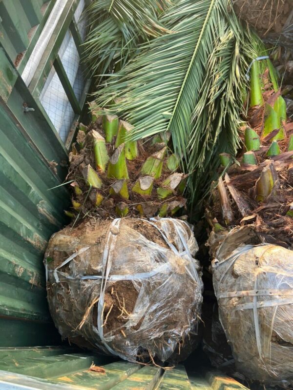 Cây chà là canari Cây bóng mát Cây chà là cảnh 11