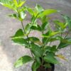 Cây Lài Tây (Hoa Nhài Tây / Ngọc Nữ) tại Cây Xanh US