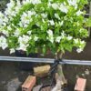 Cây hoa giấy trắng tuyết tại Cây Xanh US