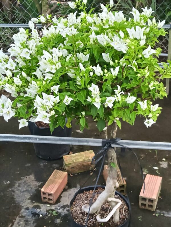 Cây hoa giấy trắng tuyết Cây ban công 2