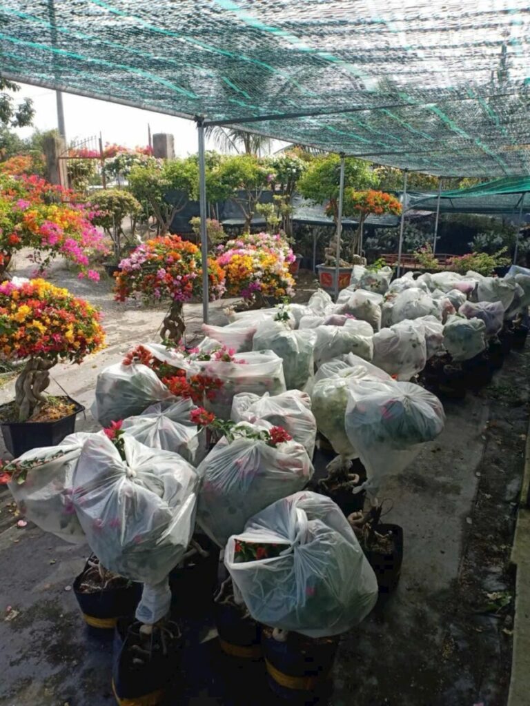 Hình ảnh cây tại nhà vườn đang vận chuyển hoa giấy đến khách hàng Thiết kế sân vườn  