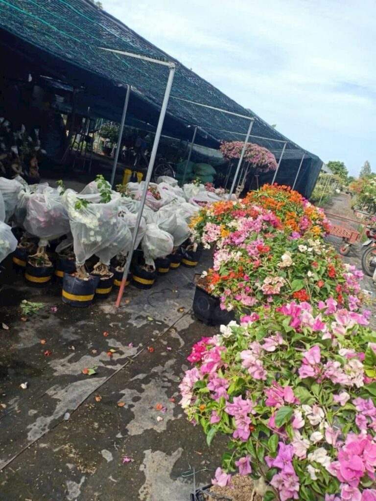 Hình ảnh cây tại nhà vườn đang vận chuyển hoa giấy đến khách hàng Thiết kế sân vườn  