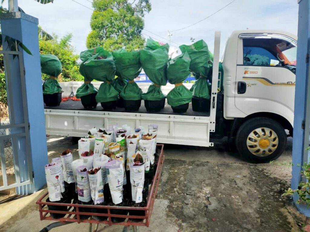 Hình ảnh cây tại nhà vườn đang vận chuyển hoa giấy đến khách hàng Thiết kế sân vườn  