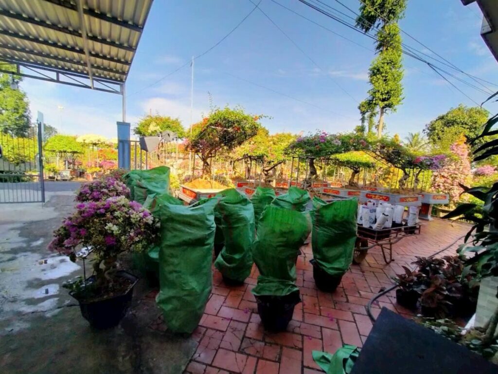 Hình ảnh cây tại nhà vườn đang vận chuyển hoa giấy đến khách hàng Thiết kế sân vườn  
