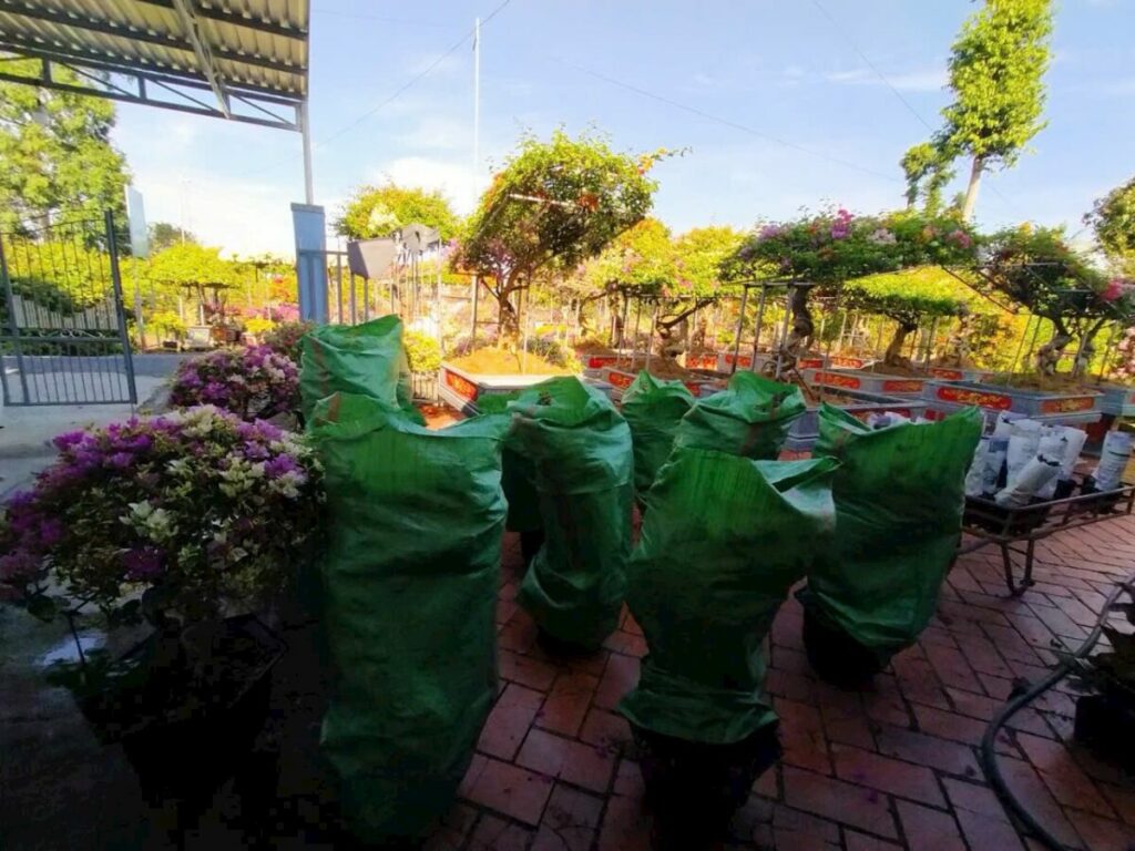 Hình ảnh cây tại nhà vườn đang vận chuyển hoa giấy đến khách hàng Thiết kế sân vườn  