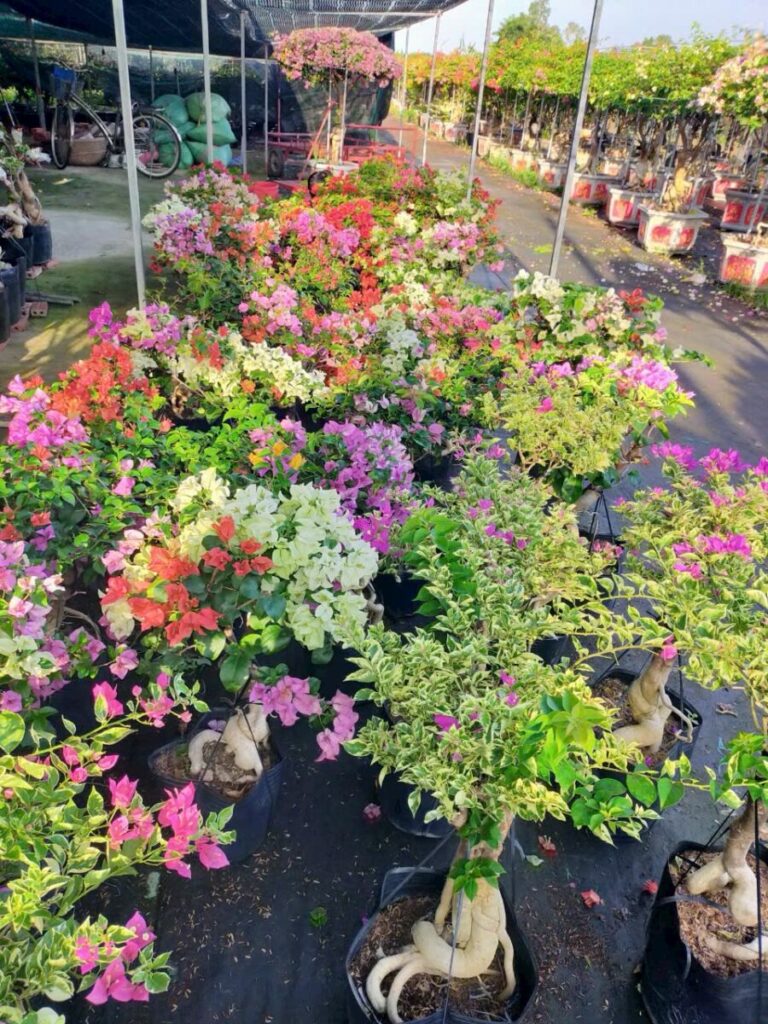 Hình ảnh cây tại nhà vườn đang vận chuyển hoa giấy đến khách hàng Thiết kế sân vườn  