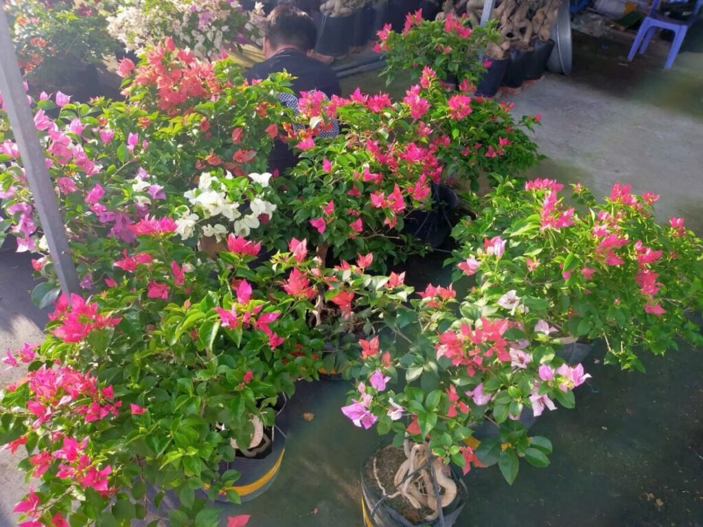 Hình ảnh cây tại nhà vườn đang vận chuyển hoa giấy đến khách hàng Thiết kế sân vườn  