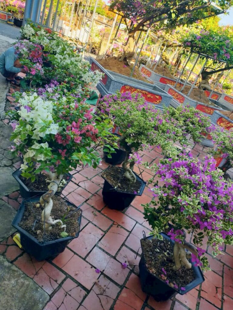 Hình ảnh cây tại nhà vườn đang vận chuyển hoa giấy đến khách hàng Thiết kế sân vườn  