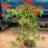Cây hoa giấy đỏ lửa tại Cây Xanh US