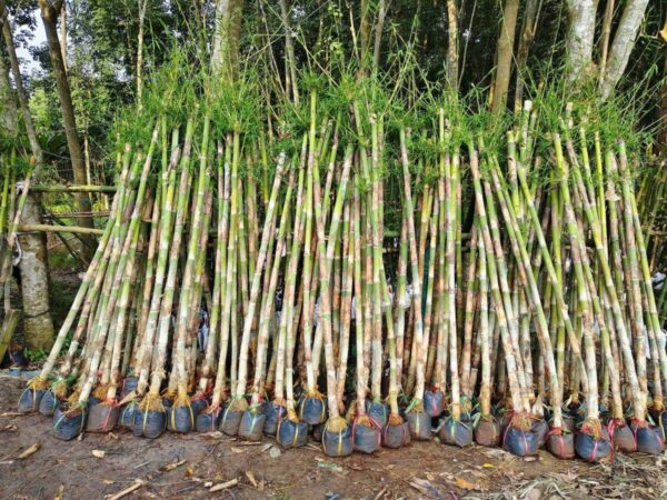 Cây tre tầm vông Cây công trình 2
