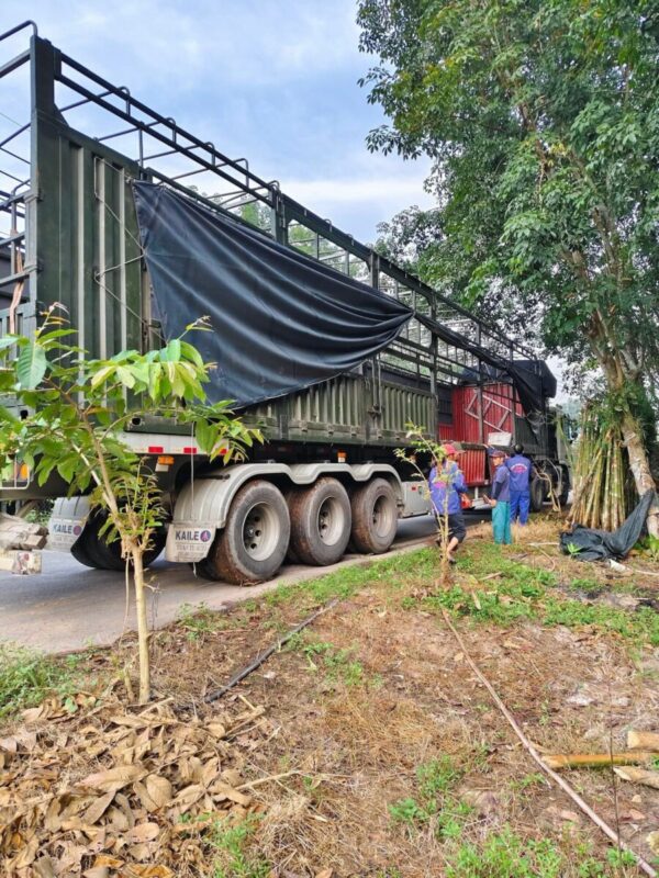 Cây tre tầm vông Cây công trình 15