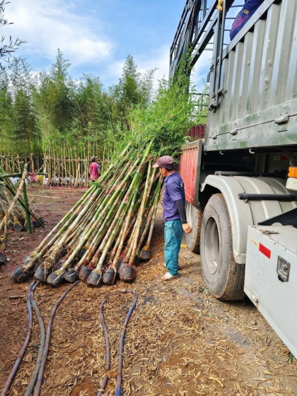 Cây tre tầm vông Cây công trình 16