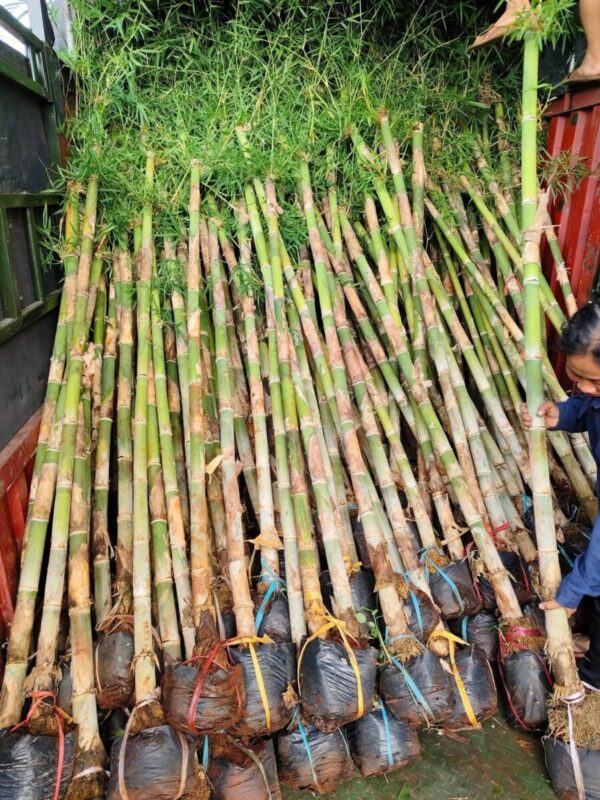 Cây tre tầm vông Cây công trình 20
