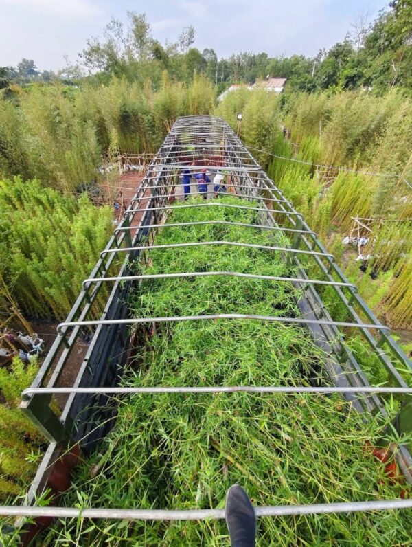 Cây tre tầm vông Cây công trình 14
