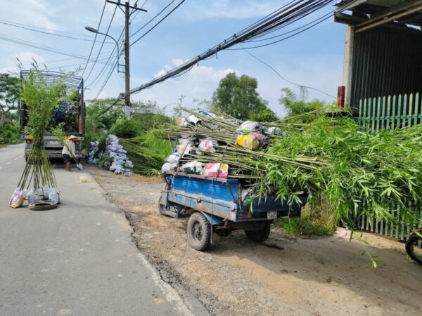 Cây tre tầm vông Cây công trình 11