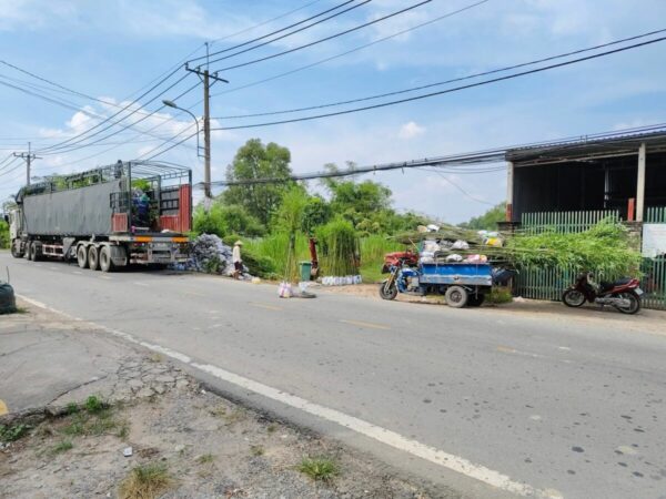 Cây tre tầm vông Cây công trình 10