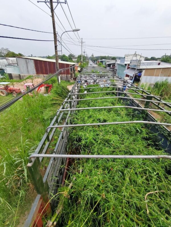 Cây tre tầm vông Cây công trình 5