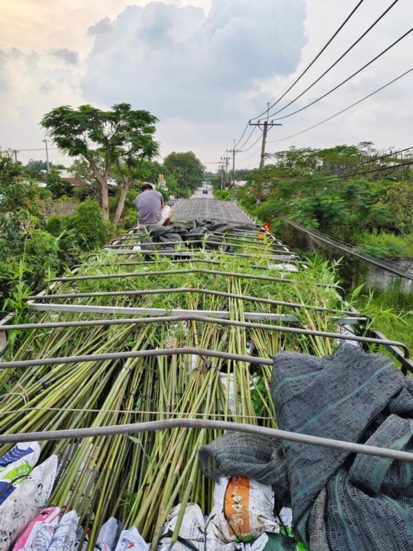 Cây tre tầm vông Cây công trình 4