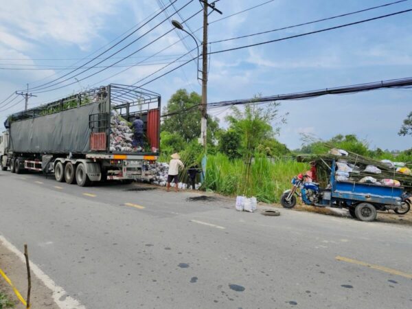 Cây tre tầm vông Cây công trình 7