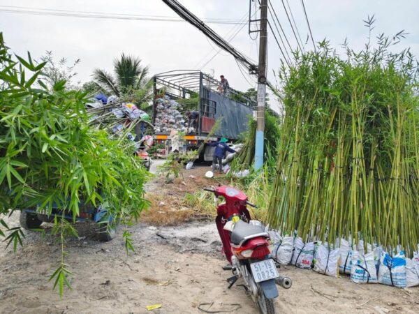Cây tre tầm vông Cây công trình 8