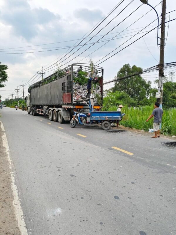 Cây tre tầm vông Cây công trình 6