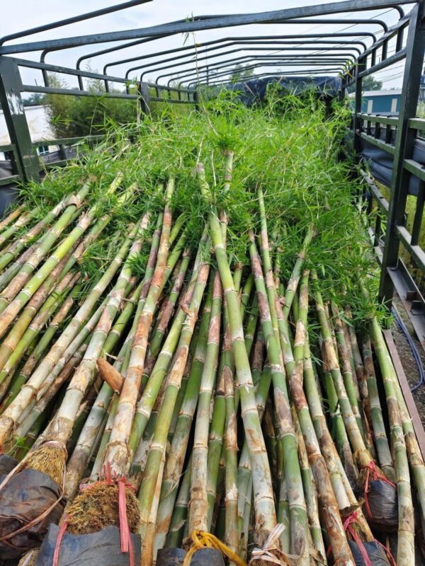 Cây tre tầm vông Cây công trình 19