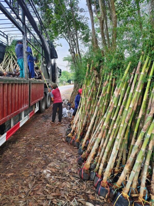Cây tre tầm vông Cây công trình 18