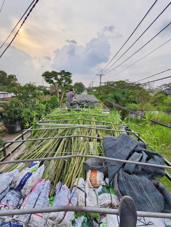 Cây tre tầm vông Cây công trình 17