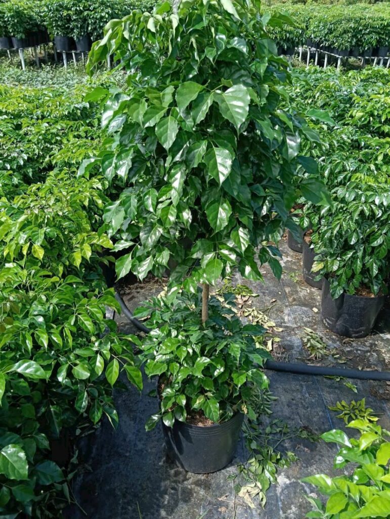 Hình ảnh tại vườn trồng cây hạnh phúc 2 thân Thiết kế sân vườn  