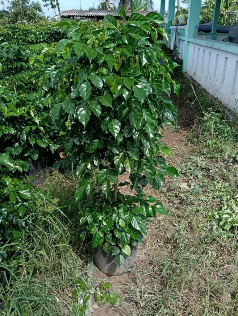 Hình ảnh tại vườn trồng cây hạnh phúc 2 thân Thiết kế sân vườn  