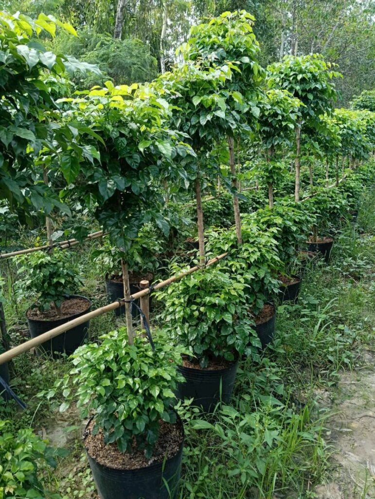 Hình ảnh tại vườn trồng cây hạnh phúc 2 thân Thiết kế sân vườn  