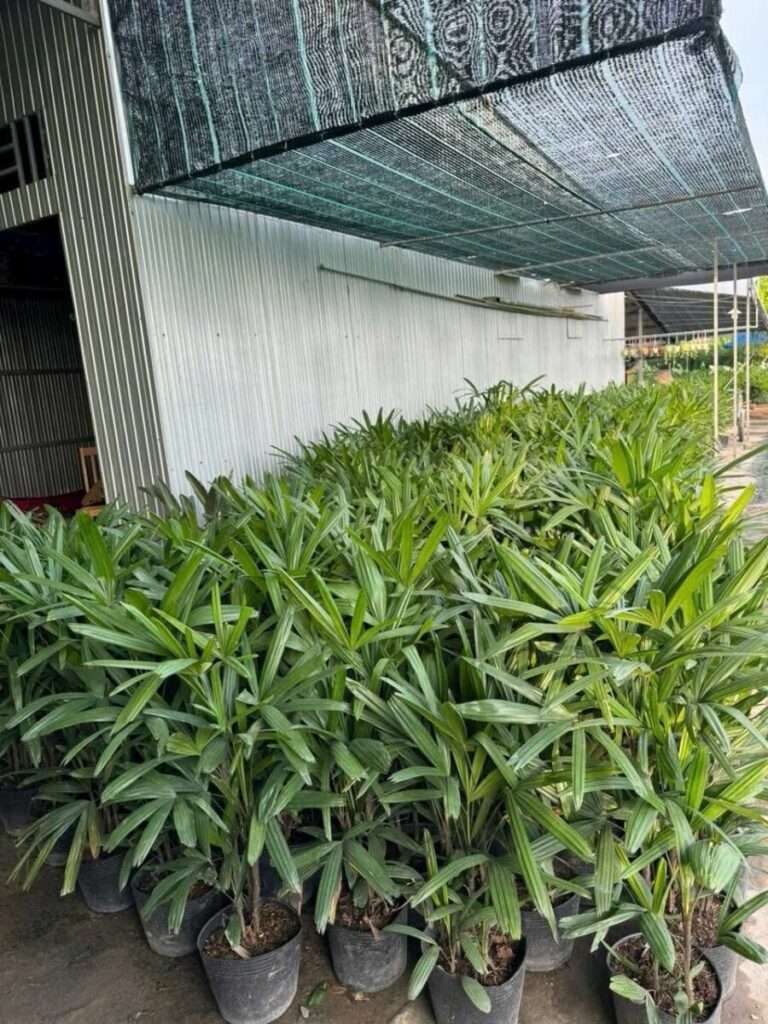 Cung cấp cây xanh, cây kiểng tại Phan Thiết - Mũi Né Khu vực giao cây xanh Dịch vụ cây xanh Vựa cây cảnh  