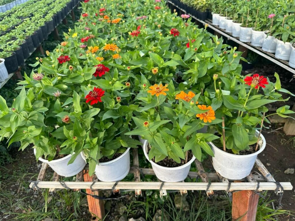 Nhà vườn cung cấp cây cúc lá nhám số lượng lớn Vựa cây cảnh  