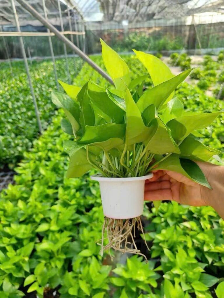 Nhà vườn cung cấp cây trầu bà xanh, trầu bà vàng số lượng lớn Vựa cây cảnh  