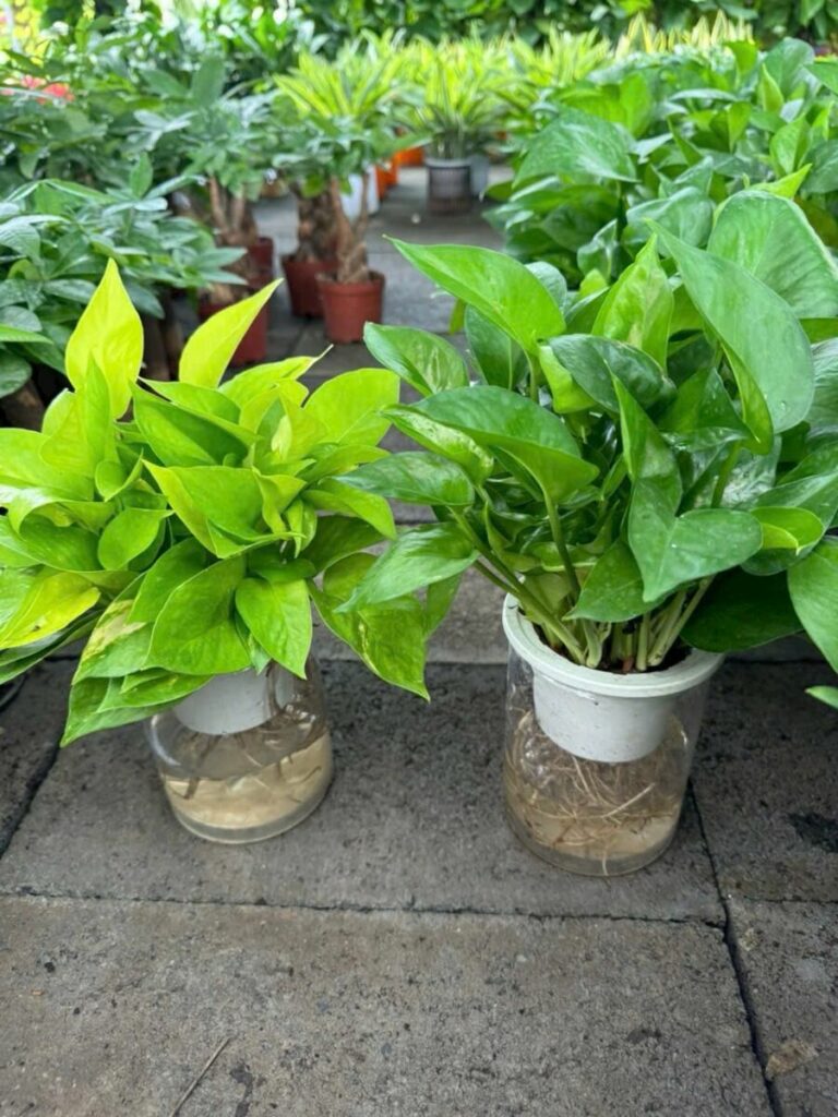 Nhà vườn cung cấp cây trầu bà xanh, trầu bà vàng số lượng lớn Vựa cây cảnh  