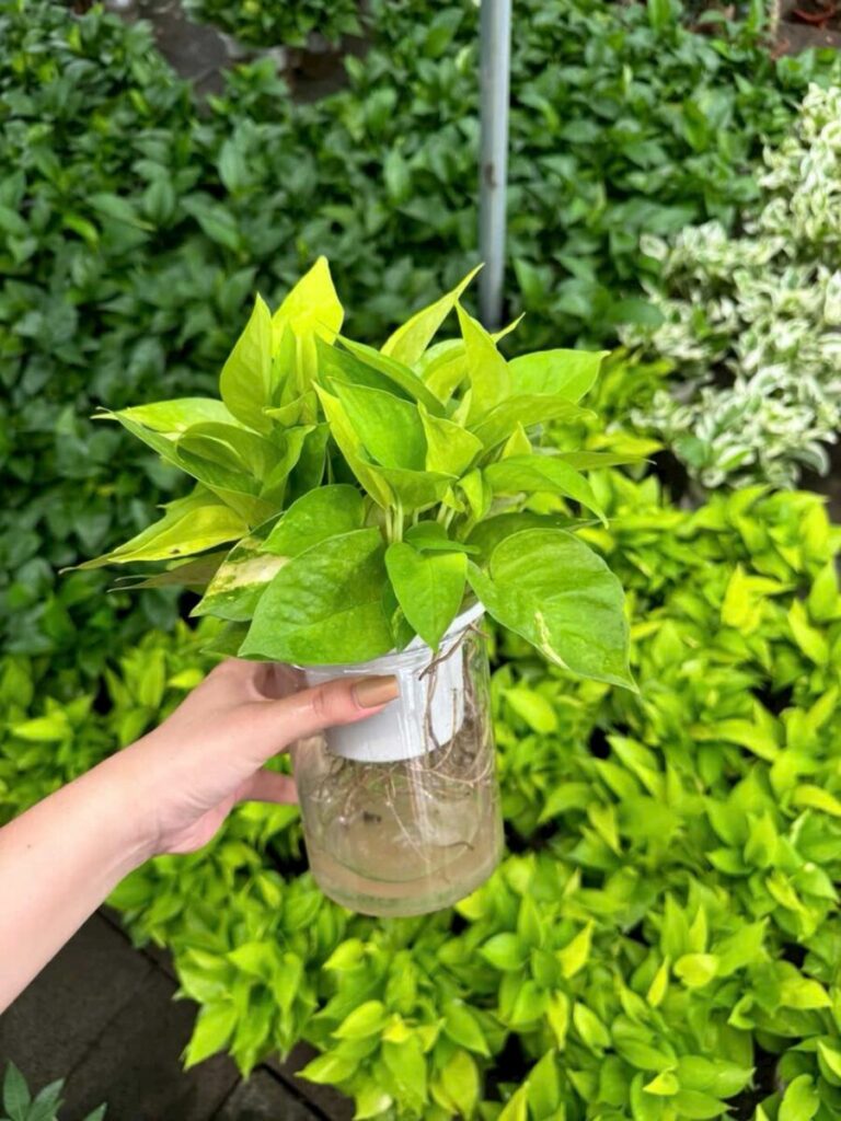 Dịch Vụ Cung Cấp Cây Kiểng Lá Trang Trí Decor Quán Ăn, Nhà Hàng Dịch vụ cây xanh Cây xanh phong thuỷ Thi công công trình Thi công sân thượng Thiết kế ban công Thiết kế cảnh quan Thiết kế cảnh quan sân vườn Thiết kế sân vườn  