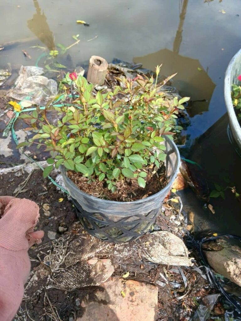 Nhà vườn cung cấp cây hoa hồng tỉ muội số lượng lớn Vựa cây cảnh  