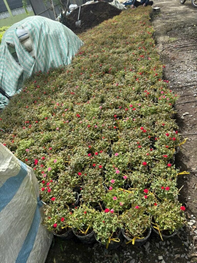 Dịch Vụ Cung Cấp Cây Kiểng Lá Trang Trí Decor Quán Ăn, Nhà Hàng Dịch vụ cây xanh Cây xanh phong thuỷ Thi công công trình Thi công sân thượng Thiết kế ban công Thiết kế cảnh quan Thiết kế cảnh quan sân vườn Thiết kế sân vườn  
