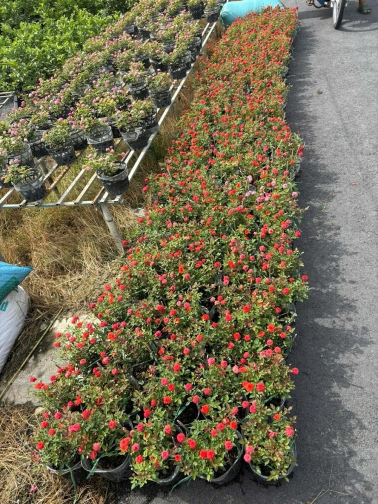 Nhà vườn cung cấp cây hoa hồng tỉ muội số lượng lớn Vựa cây cảnh  