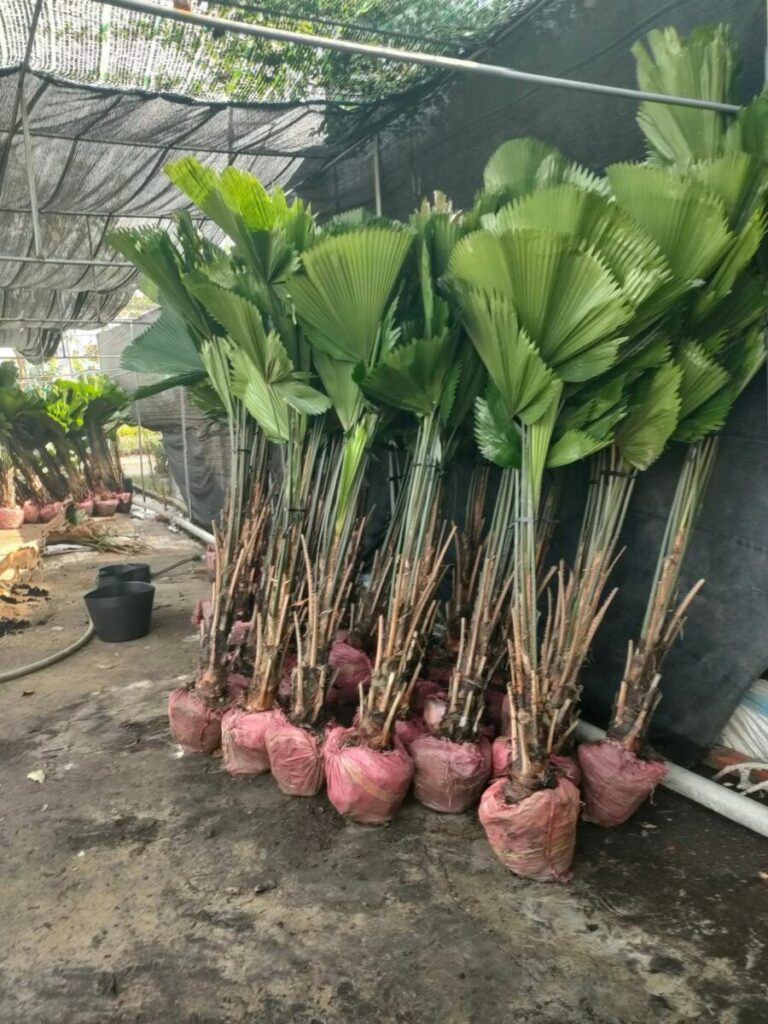 Dịch Vụ Cung Cấp Cây Kiểng Lá Trang Trí Decor Quán Ăn, Nhà Hàng Dịch vụ cây xanh Cây xanh phong thuỷ Thi công công trình Thi công sân thượng Thiết kế ban công Thiết kế cảnh quan Thiết kế cảnh quan sân vườn Thiết kế sân vườn  