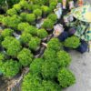 Cây đinh lăng thái tại Cây Xanh US