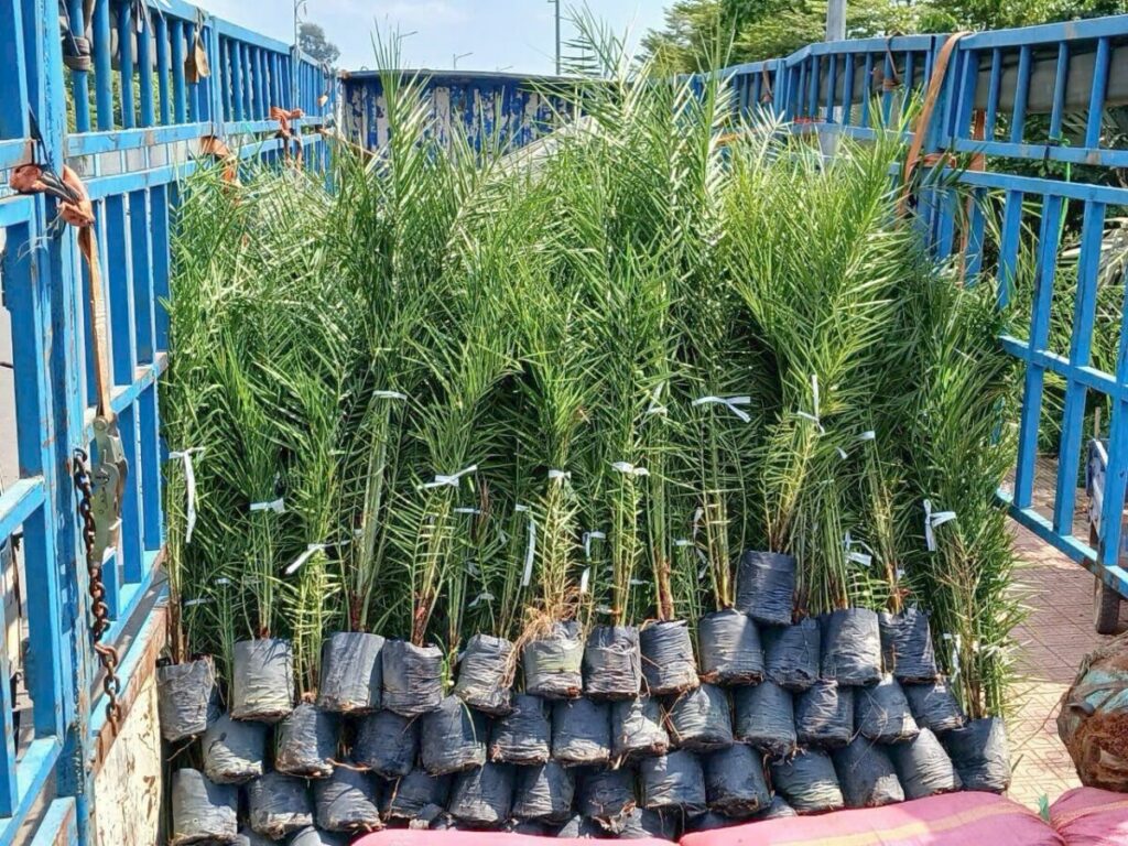 Dịch vụ cung cấp Cây trồng sân vườn nhỏ + mua online giao hàng tận nơi Dịch vụ cây xanh Cây xanh phong thuỷ Thiết kế ban công Thiết kế cảnh quan Thiết kế cảnh quan sân vườn Thiết kế sân vườn  Vườn mini Tư vấn cây trồng Trang trí cây cảnh sân vườn Thiết kế sân vườn Hoa sân vườn nở quanh năm Dịch vụ cây trồng Cây trồng sân vườn nhỏ Cây trồng sân vườn lấy bóng mát Cây trồng sân vườn biệt thự Cây trồng sân thượng Cây cảnh mini Cây ban công Các loại cây trồng tiểu cảnh sân vườn Các loại cây trồng sân vườn đẹp Ban công xinh 