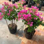 Nơi bán cây cảnh giá rẻ tại TPHCM dễ dàng đặt mua online Dịch vụ cây xanh Khu vực giao cây xanh Vựa cây cảnh  Vườn bán cây cảnh gần đây Tiệm bán cây cảnh gần đây Thanh lý cây cảnh TPHCM Nơi bán đất trồng cây ở TPHCM Nhà vườn cung cấp cây cảnh TPHCM Mua đất trồng cây quận Tân Phú Mua đất trồng cây Quận 8 Mua đất trồng cây ở Bình Thạnh Mua đất trồng cây giá rẻ Mua cây cảnh giá rẻ Chợ đầu mối cây cảnh TPHCM Bán đất trồng cây quận Tân Phú Bán đất trồng cây quận Tân Bình Bán đất trồng cây quận Gò Vấp Bán đất trồng cây quận Bình Thạnh Bán đất trồng cây quận 9 Bán đất trồng cây quận 8 Bán đất trồng cây quận 7 Bán đất trồng cây quận 6 Bán đất trồng cây quận 5 Bán đất trồng cây quận 3 Bán đất trồng cây quận 2 Bán đất trồng cây quận 12 Bán đất trồng cây quận 11 Bán đất trồng cây quận 10 Bán đất trồng cây quận 1 Bán đất trồng cây gần đây Bán đất trồng cây 4 Bán đất thịt trồng cây ở Bình Dương Bán cây cảnh sân vườn Bán cây cảnh online TPHCM 