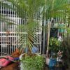 Cây cau nga mi (chà là cảnh) tại Cây Xanh US