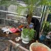 Cây cau nga mi (chà là cảnh) tại Cây Xanh US