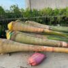 Cây cau vua tại Cây Xanh US