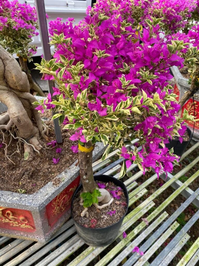 Dịch vụ cung cấp Cây trồng sân vườn nhỏ + mua online giao hàng tận nơi Dịch vụ cây xanh Cây xanh phong thuỷ Thiết kế ban công Thiết kế cảnh quan Thiết kế cảnh quan sân vườn Thiết kế sân vườn  Vườn mini Tư vấn cây trồng Trang trí cây cảnh sân vườn Thiết kế sân vườn Hoa sân vườn nở quanh năm Dịch vụ cây trồng Cây trồng sân vườn nhỏ Cây trồng sân vườn lấy bóng mát Cây trồng sân vườn biệt thự Cây trồng sân thượng Cây cảnh mini Cây ban công Các loại cây trồng tiểu cảnh sân vườn Các loại cây trồng sân vườn đẹp Ban công xinh 
