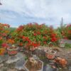 Cây hoa giấy bonsai trồng chậu tại Cây Xanh US
